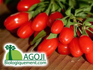 baie-de-goji-du-ningxia-usage-of-Goji-Berries-agoji-david-hervy Les baies de goji bio, un concentré de nutriments