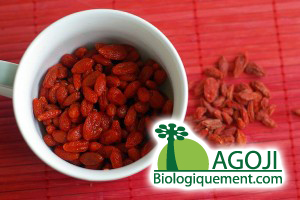 baie-de-goji-recolte-plant-goji-fruit-bio-baie-Goji-himalaya-ningxia Baie de goji bio un trésor pour la santé