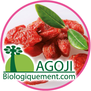 baie-de-goji-recolte-plant-goji-fruit-bio-baie-Goji-himalaya-ningxia-achat-fruit-bio-le-goji-posologie-verus (1) Baie de Goji bio superfruit antioxydant naturel puissant
