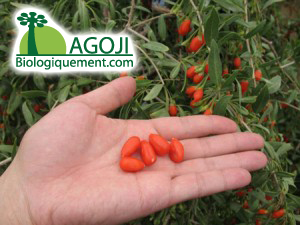baie-de-goji-recolte-plant-goji-fruit-bio-baie-Goji-himalaya-ningxia-achat-fruit-bio-le-goji-posologie-verus (10) Baie de goji bio antioxydant naturel puissant