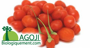baie-de-goji-recolte-plant-goji-fruit-bio-baie-Goji-himalaya-ningxia-achat-fruit-bio-le-goji-posologie-verus (3) Baie de goji biologique fraîche antioxydant naturel puissant
