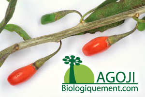 baie-de-goji-recolte-plant-goji-fruit-bio-baie-Goji-himalaya-ningxia-achat-fruit-bio-le-goji-posologie-verus (9) La baie de Goji bio sur branche