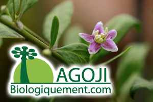 culture-fleur-plant-arbre-baie-goji-fruit-bio-agoji-baomix-superfruit-antioxydant-naturel Fleur de Goji bio fruit antioxydant naturel puissant