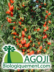 baie-de-goji-recolte-plant-goji-fruit-bio-baie-Goji-himalaya-ningxia-feuilles-the (1) Plante de goji biologique, baies de goji biologique
