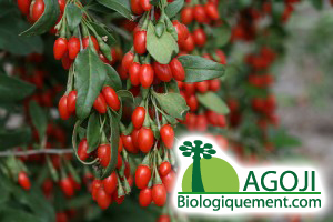La baie de goji cultivée au Ningxia, le meilleur goji au monde