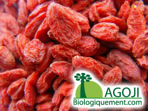 La baie de goji biologique riche en antioxydants naturels puissants