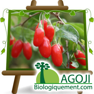 La baie de goji biologique fraîche