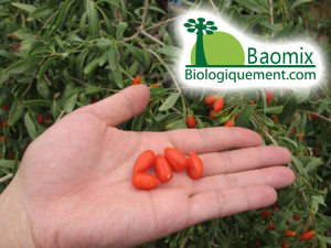 Baies de goji fraîches cultivées sans pesticides sur les terres du Ningxia